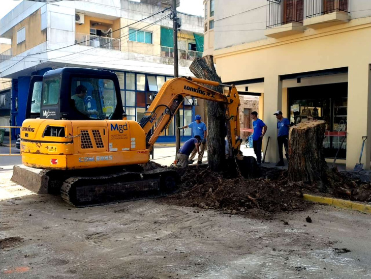 Trabajos de gestión del arbolado urbano en Magdalena
